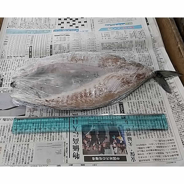特大! 嶋津のサバの一夜干し ※ノルウェー産　【送料別・クール便・保冷箱対象商品】